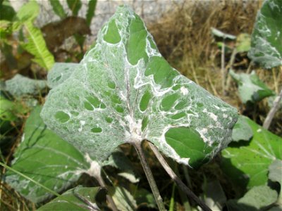 Huflattich (Tussilago farfara) am Osthafen in Saarbrücken