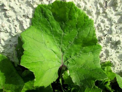 Grundblätter vom Huflattich (Tussilago farfara) am Straßenrand in Brebach