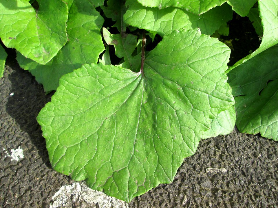 Grundblätter vom Huflattich (Tussilago farfara) am Straßenrand in Brebach
