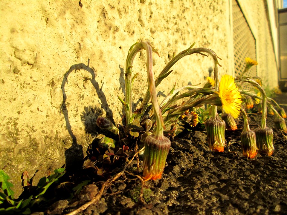 Huflattich (Tussilago farfara) am Straßenrand in Brebach