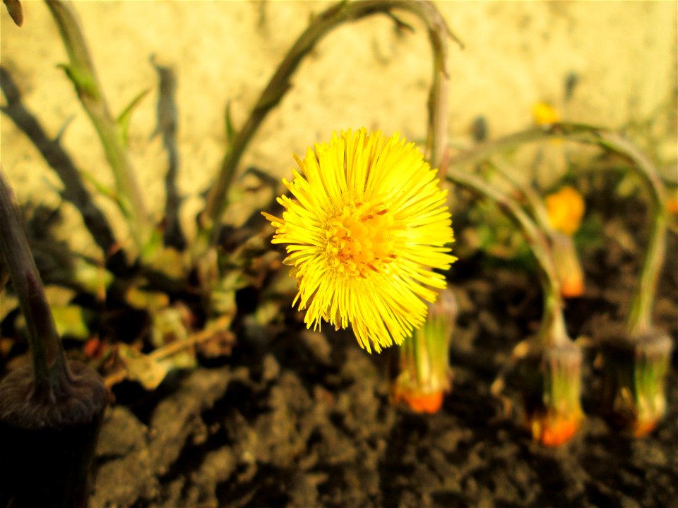 Huflattich (Tussilago farfara) am Straßenrand in Brebach