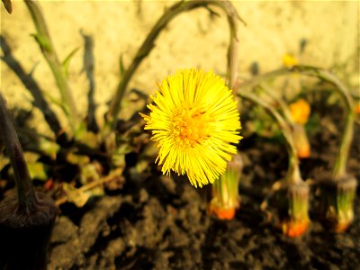 Huflattich (Tussilago farfara) am Straßenrand in Brebach
