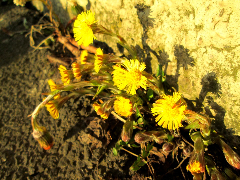 Huflattich (Tussilago farfara) am Straßenrand in Brebach