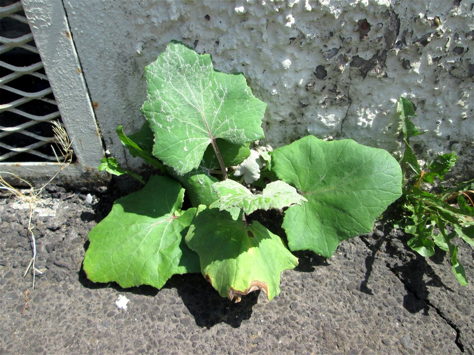 Grundblätter vom Huflattich (Tussilago farfara) am Straßenrand in Brebach