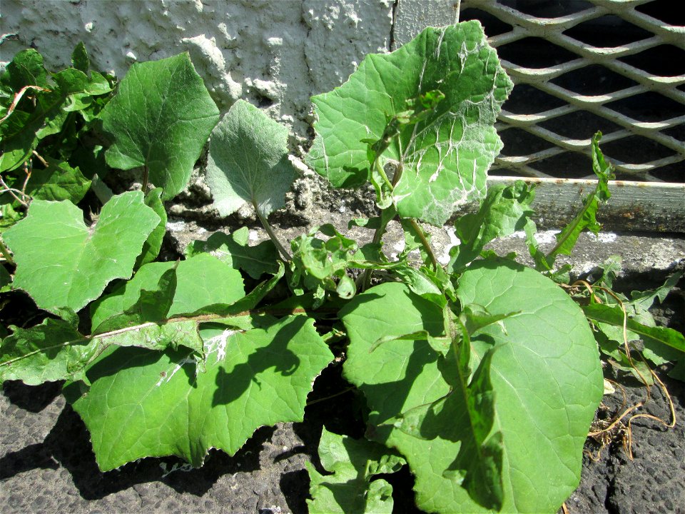 Grundblätter vom Huflattich (Tussilago farfara) am Straßenrand in Brebach
