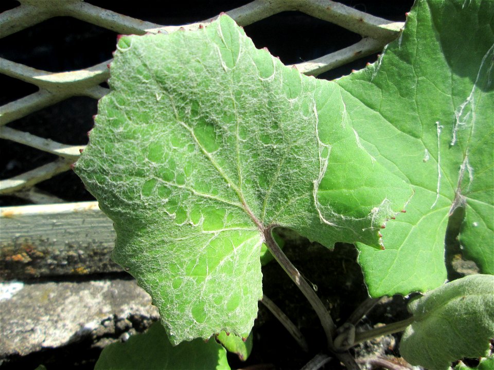 Grundblätter vom Huflattich (Tussilago farfara) am Straßenrand in Brebach