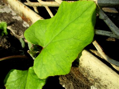 Grundblätter vom Huflattich (Tussilago farfara) am Straßenrand in Brebach