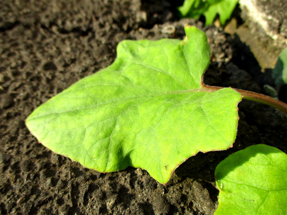 Grundblätter vom Huflattich (Tussilago farfara) am Straßenrand in Brebach