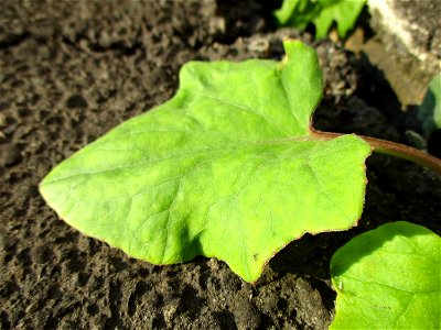 Grundblätter vom Huflattich (Tussilago farfara) am Straßenrand in Brebach