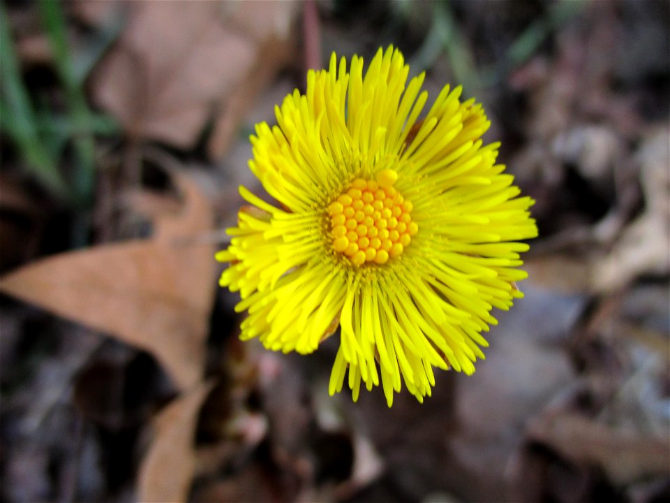 Huflattich (Tussilago farfara) an einer Brücke in Brebach