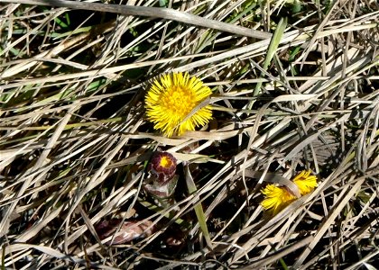 Image title: Coltsfoot (Tussilago farfara) Image from Public domain images website, http://www.public-domain-image.com/full-image/flora-plants-public-domain-images-pictures/flowers-public-domain-image photo