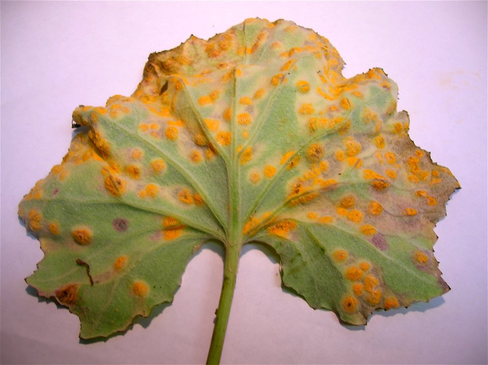 Lower epidermis of Coltsfoot with Puccinia poarum. Lynn Glen, Dalry, Scotland.
