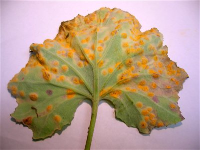 Lower epidermis of Coltsfoot with Puccinia poarum. Lynn Glen, Dalry, Scotland.
