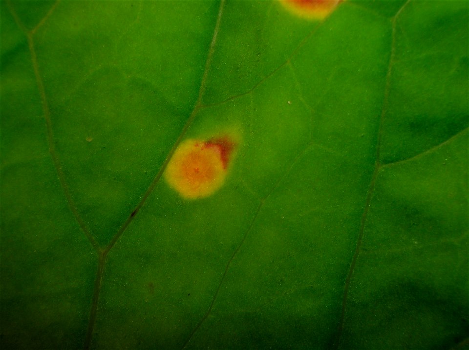 Coltsfoot upper epidermis with Puccinia poarum. Dalry, North Ayrshire, Scotland.