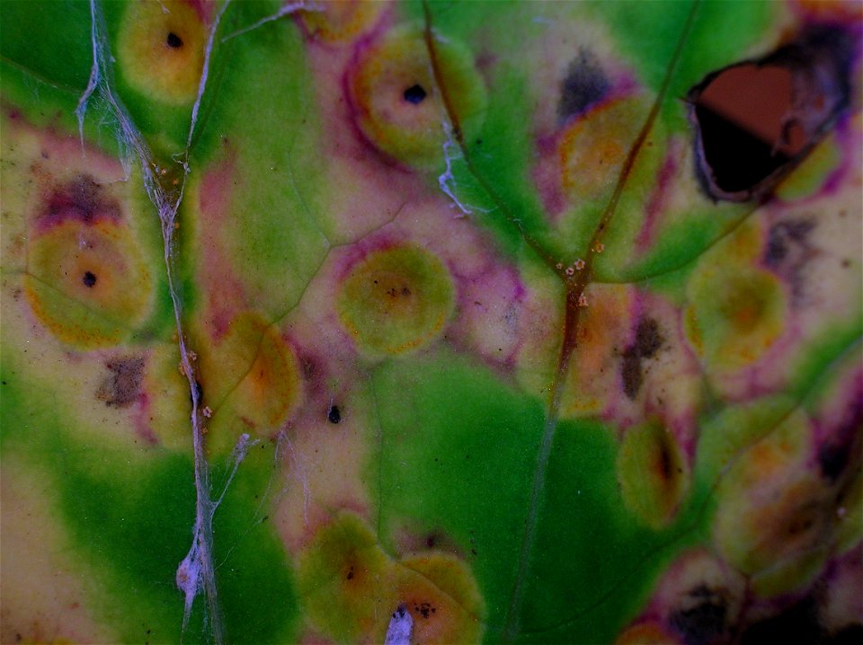 Detail of Puccinia poarum on upper epidermis of Coltsfoot. Lynn Glen, Dalry, Scotland.