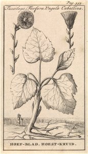 IdentificatieTitel(s): Klein hoefblad met hoestkruidTussilago, Farfara, Ungula Caballina / Hoef-blad, Hoest-kruid (titel op object)Objecttype: prent boekillustratie Objectnummer: RP-P-1896-A-19368-118