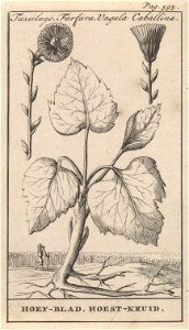 IdentificatieTitel(s): Klein hoefblad met hoestkruidTussilago, Farfara, Ungula Caballina / Hoef-blad, Hoest-kruid (titel op object)Objecttype: prent boekillustratie Objectnummer: RP-P-1896-A-19368-118 photo