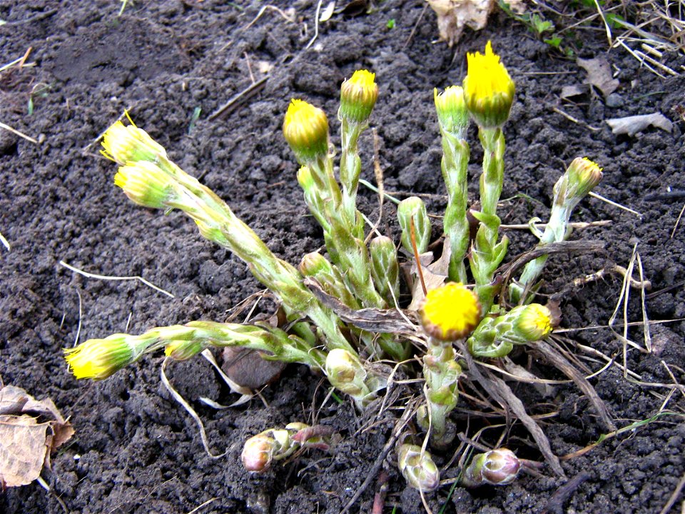 Coltsfoot in early spring. Early evening.