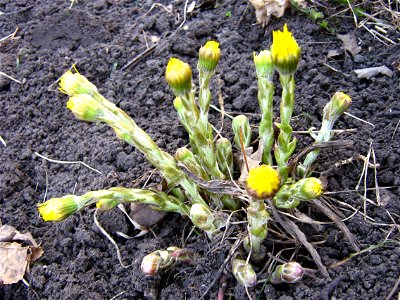 Coltsfoot in early spring. Early evening. photo