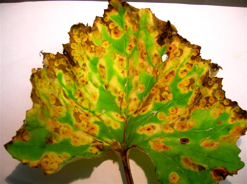 Puccinia poarum on Tussilago farafara. Lynn Glen, Dalry, Scotland.