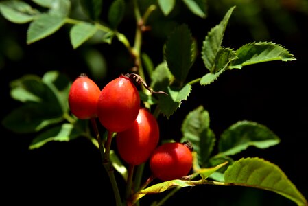 Red fruit nature photo