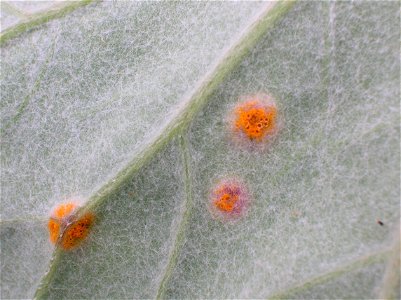 Puccinia poarum Coltsfoot gall on the lower leaf. Dalry, Scotland. photo