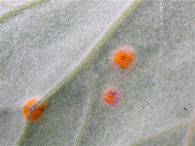 Puccinia poarum Coltsfoot gall on the lower leaf. Dalry, Scotland.