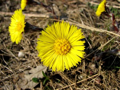 Coltsfoot photo