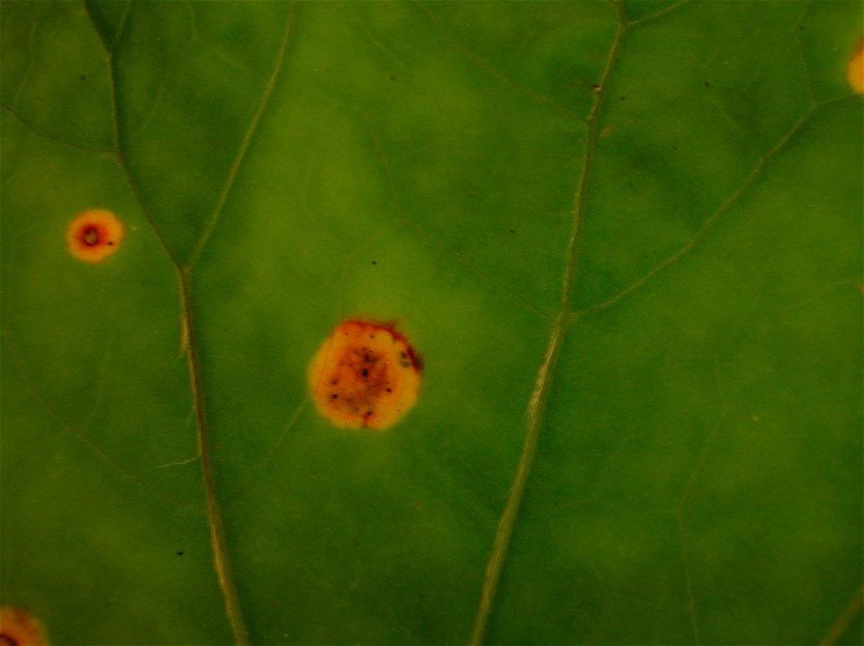 Puccinia poarum on upper epidermis of Tussilago farafara. Lynn Glen, Dalry, Scotland