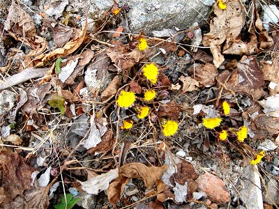 Tussilago farfara photo