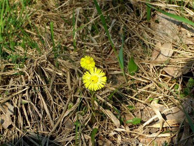 Flower in grass photo