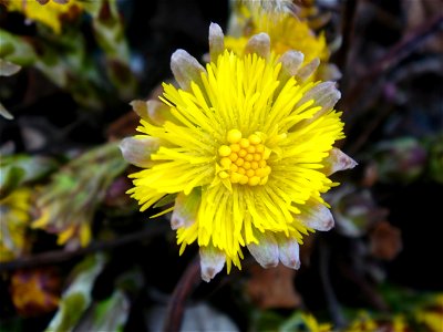 Öksürük otu (Tussilago farfara) photo