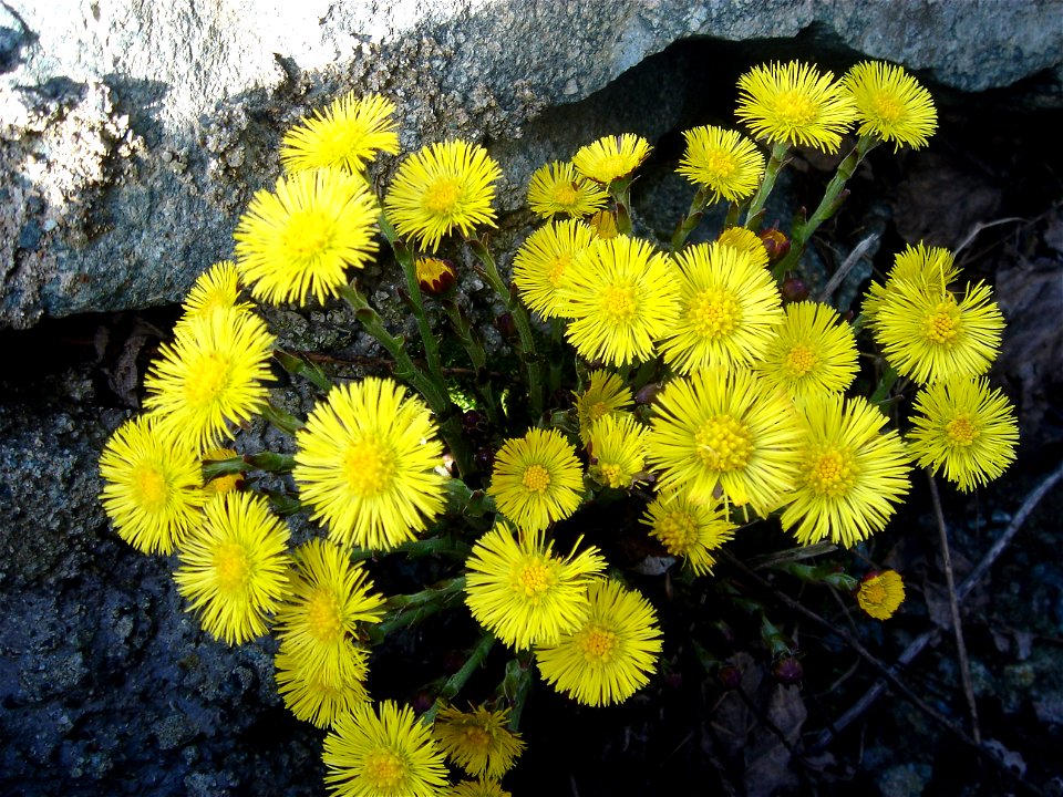Öksürük otu (Tussilago farfara)