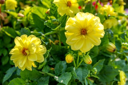 Dahlia pinnata Cav, Jardin botanique Roger-Van den Hende, is a 6-hectare botanical garden managed by Laval University in Quebec, Canada.