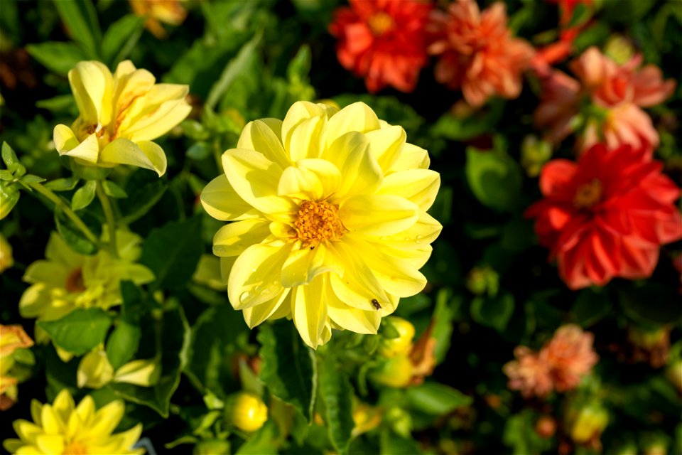 Dahlia pinnata Cav, Jardin botanique Roger-Van den Hende, is a 6-hectare botanical garden managed by Laval University in Quebec, Canada.
