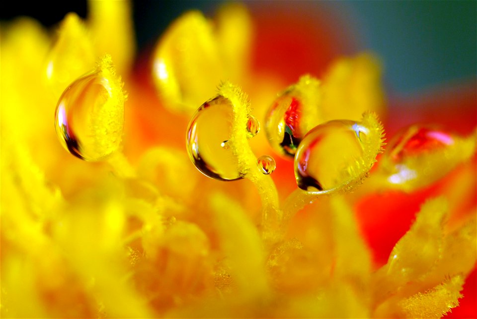 Macro shot  of  Dew_on_a_Dahlia_pinnata