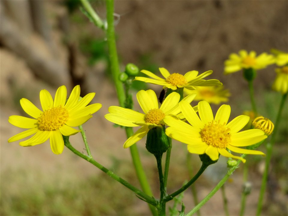 Jakobs-Greiskraut (Jacobaea vulgaris) in Hockenheim