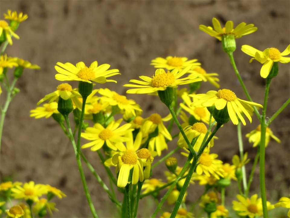 Jakobs-Greiskraut (Jacobaea vulgaris) in Hockenheim
