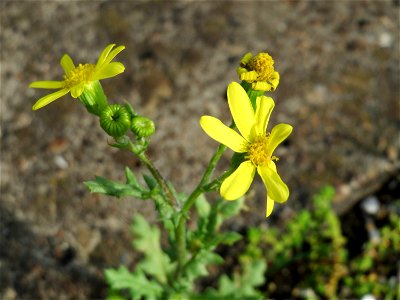 Jakobs-Greiskraut (Jacobaea vulgaris) am Bahnhof Oftersheim