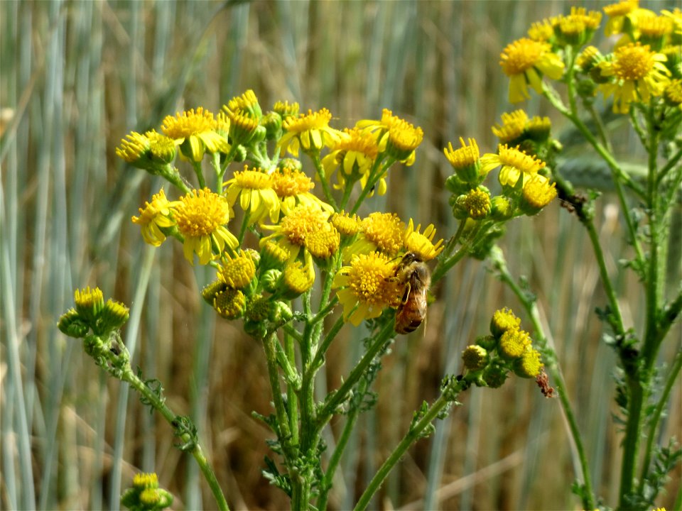 Jakobs-Kreuzkraut (Jacobaea vulgaris) bei Reilingen