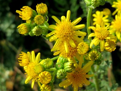 Jakobs-Kreuzkraut (Jacobaea vulgaris) bei Reilingen