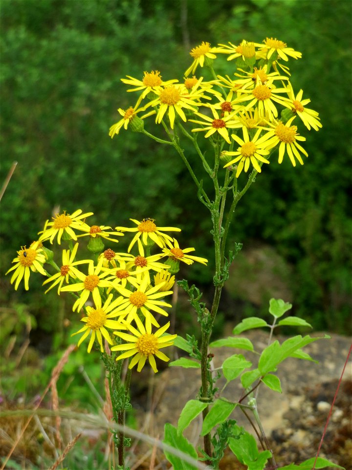 Jakobs-Greiskraut (Jacobaea vulgaris) im Naturschutzgebiet Birzberg
