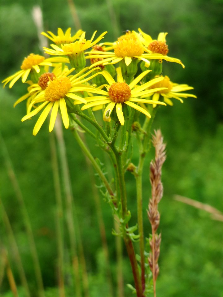 Jakobs-Greiskraut (Jacobaea vulgaris) im Naturschutzgebiet Birzberg