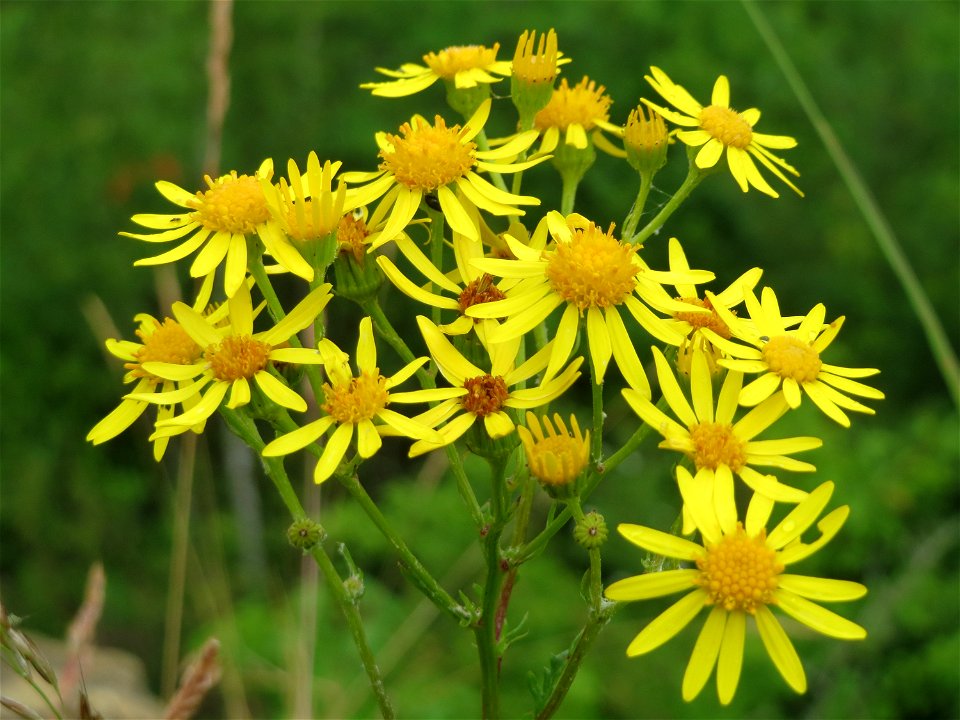 Jakobs-Greiskraut (Jacobaea vulgaris) im Naturschutzgebiet Birzberg