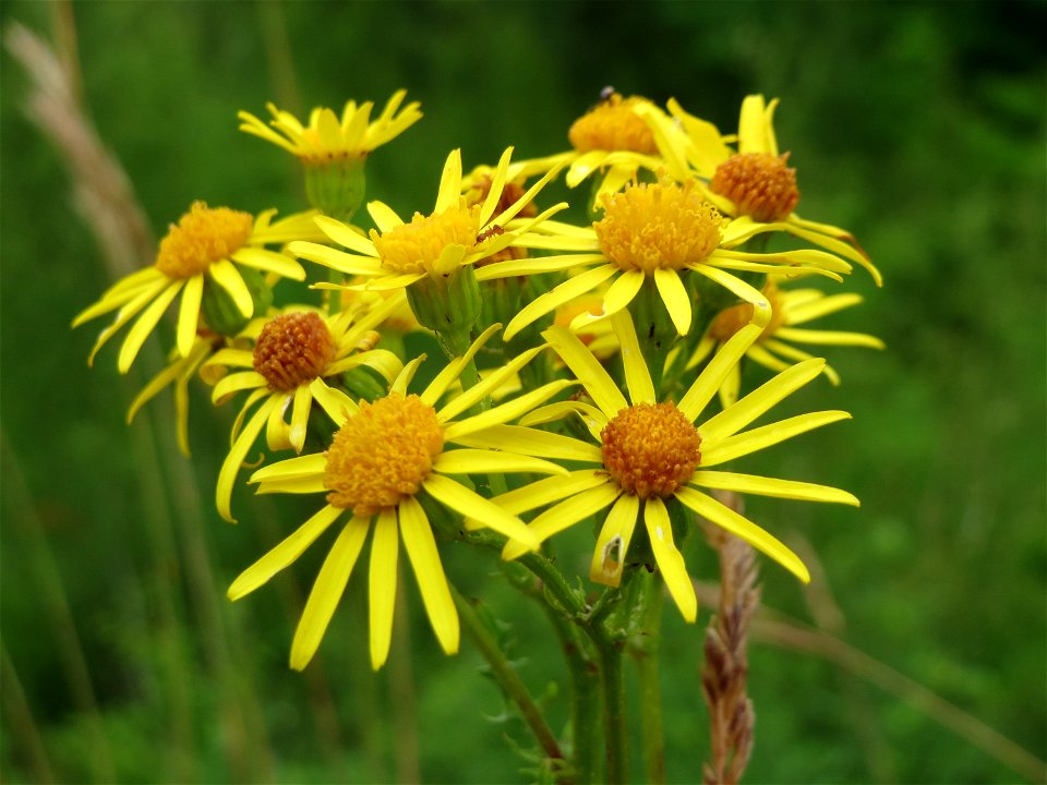 Jakobs-Greiskraut (Jacobaea vulgaris) im Naturschutzgebiet Birzberg