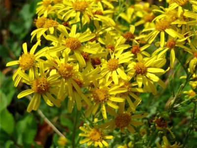 Jakobs-Kreuzkraut (Jacobaea vulgaris) in Bruchmühlbach-Miesau