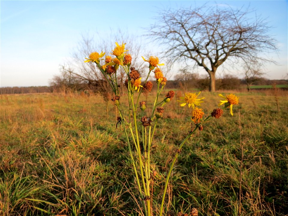 Jakobs-Greiskraut (Jacobaea vulgaris) bei Hockenheim