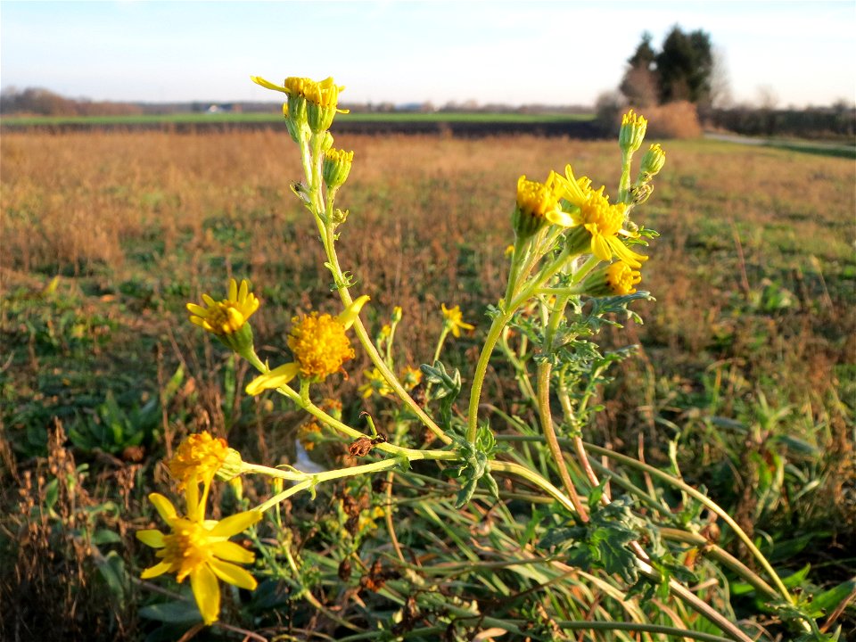 Jakobs-Greiskraut (Jacobaea vulgaris) bei Hockenheim