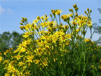 Jakobs-Greiskraut (Jacobaea vulgaris) an der Saar in Saarbrücken