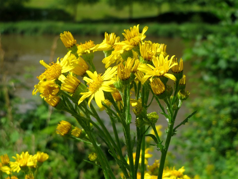 Jakobs-Greiskraut (Jacobaea vulgaris) an der Saar in Saarbrücken